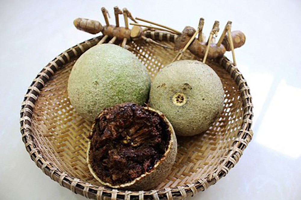 Đặc điểm hình dáng và thành phần của quả quách